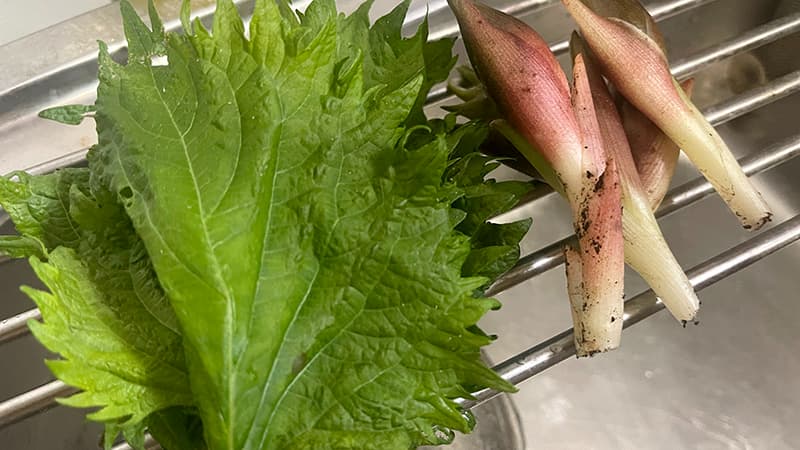 庭で収穫したシソとミョウガ