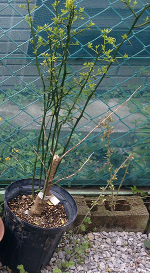 折れた幹の横から新しい枝を伸ばすジャバラの鉢植え