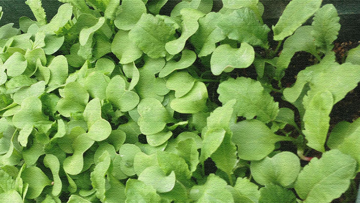 二十日大根の葉が密に育つプランター家庭菜園