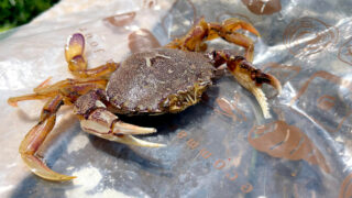 初夏のキス釣りでヒラツメガニがひょっこり！一匹だけの味噌汁が旨い