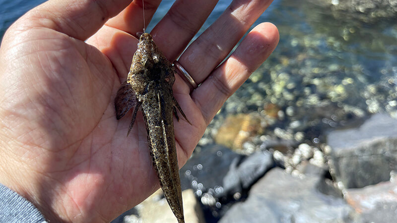 キス釣りの途中でひさしぶりに釣れたメゴチ