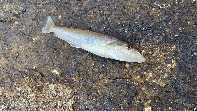 夕方のサーフで追加したシロギス