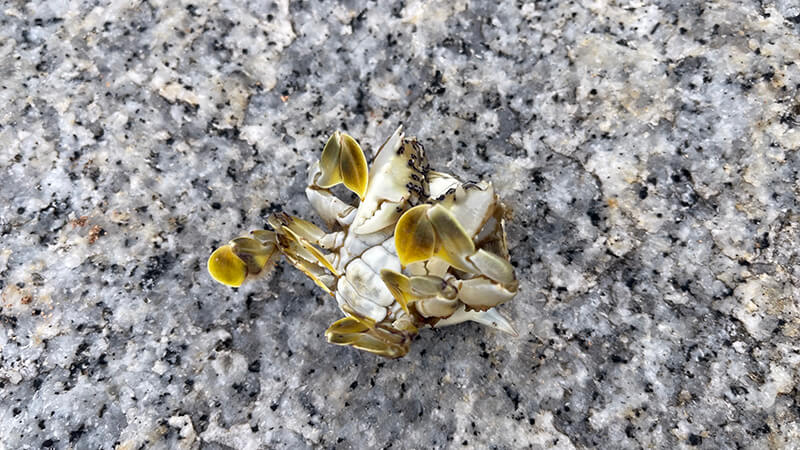 キス釣りの仕掛けにかかった小さなカニ