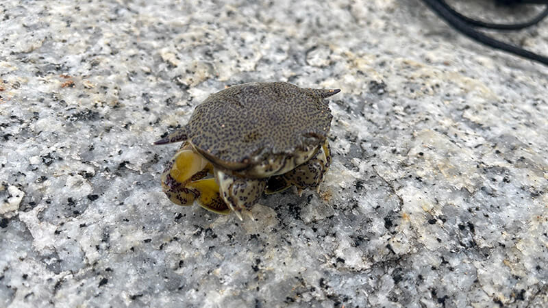 キス釣り中に釣れたキンセンガニらしきカニ