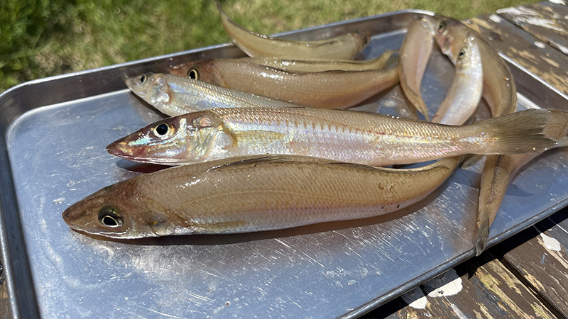 前回の釣行で釣れた20cm超を含む良型シロギス