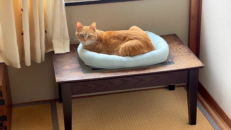 本格的な夏の暑さにひんやりシートで涼む猫