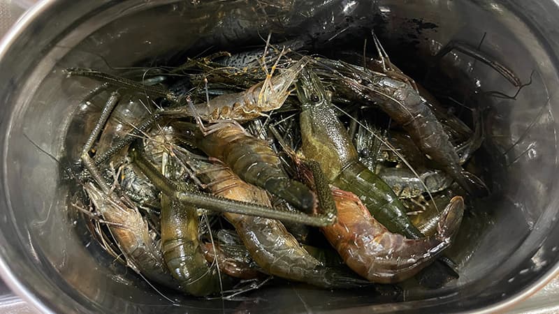 数日泥抜きして酒で締めた調理前のテナガエビ
