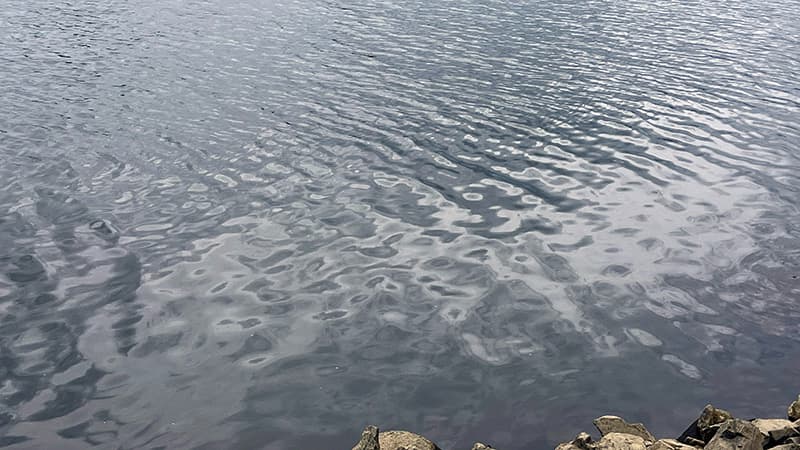 テナガエビ釣りを始めた夏の汽水域の水面