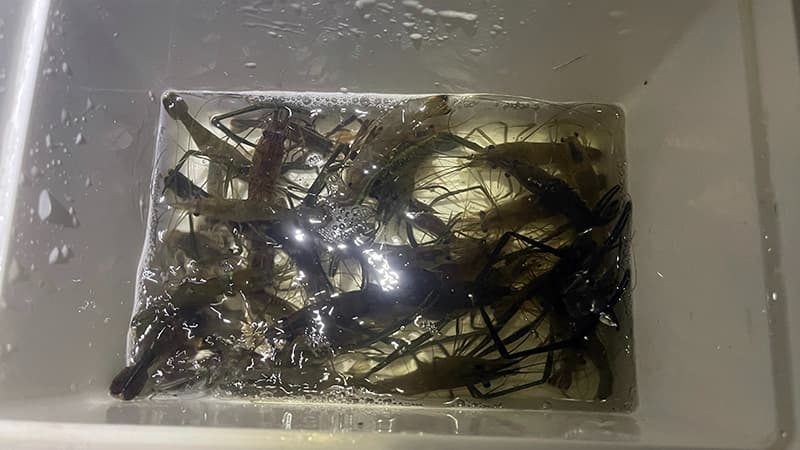 汽水域で次々と釣れたテナガエビ