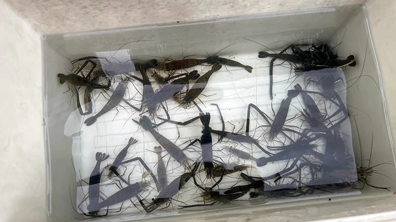サイズの良い個体を含むテナガエビの釣果