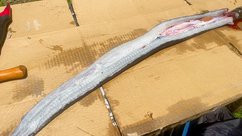 背開きにして捌いている天然ウナギ