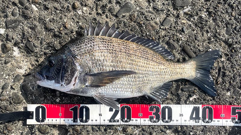 メジャーに載せて測った約45cmのチヌ