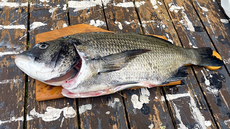 翌日に釣り飯へ調理したチヌ