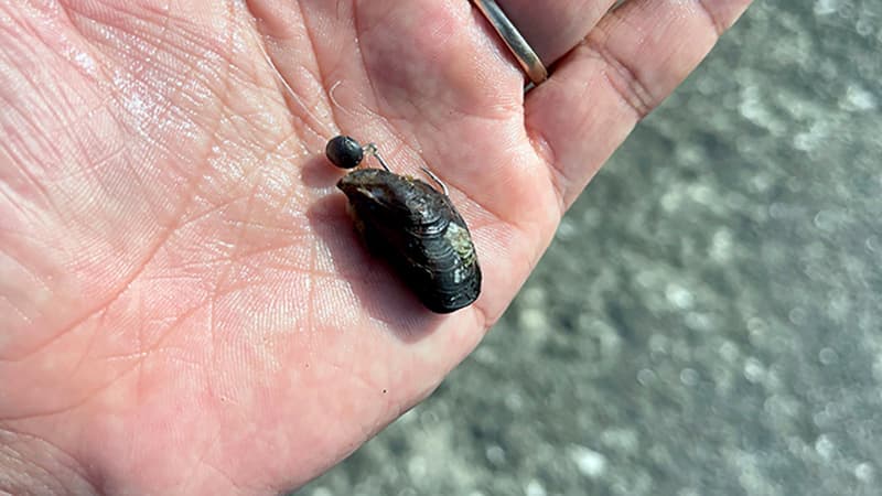 ヘチ釣りの餌に切り替えた冷凍イガイ