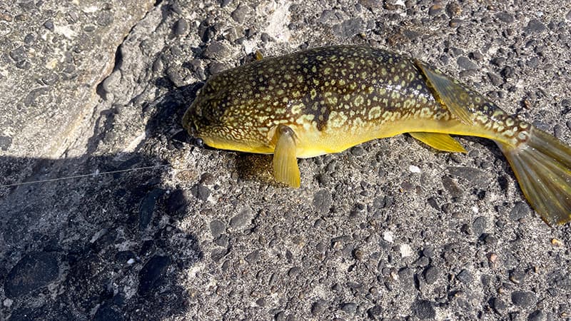 カニ餌に食いついた良型のフグ