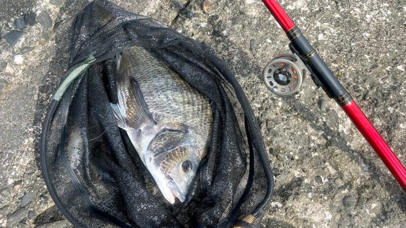 フグだらけのヘチ釣り、イガイで45cmのチヌ！梅酢締めと粕漬けで食べる