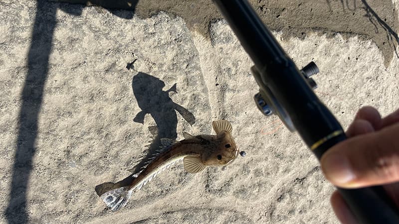 汽水域の前打ちで釣れたマゴチ