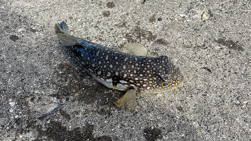 ヘチ釣りで釣れた、白い斑点が美しいグッドサイズのアカメフグ