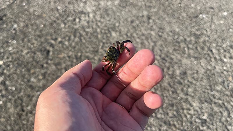 手のひらにのせた、ヘチ釣りの餌にするカニ
