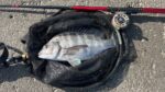 初めてのヘチ釣りで釣れたチヌと赤いヘチ竿、太鼓リール