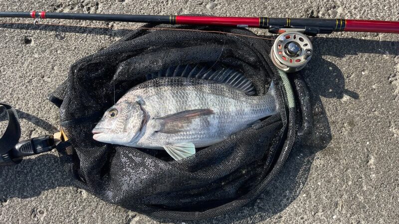 初めてのヘチ釣りでチヌ（黒鯛）！1万円以下のタックルとカニ餌で挑んだ堤防の一日