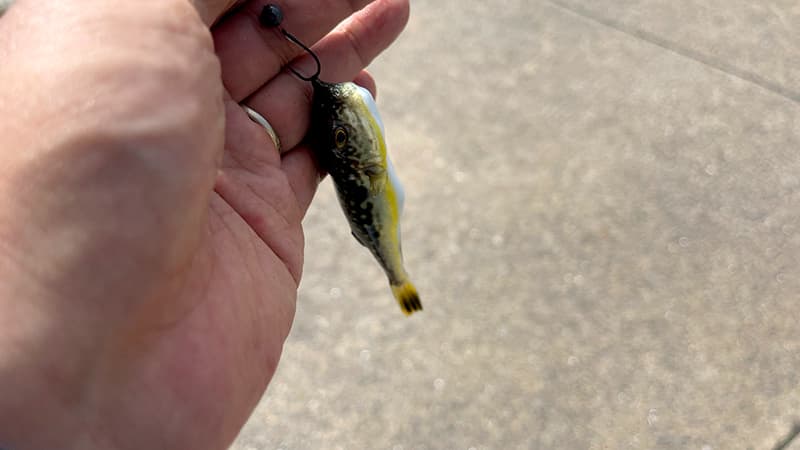 ヘチ釣りの最初のヒットで釣れた小さなフグ