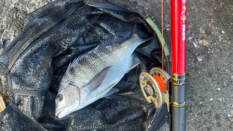 ヘチ釣りで追加したサイズダウンした2匹目のチヌ