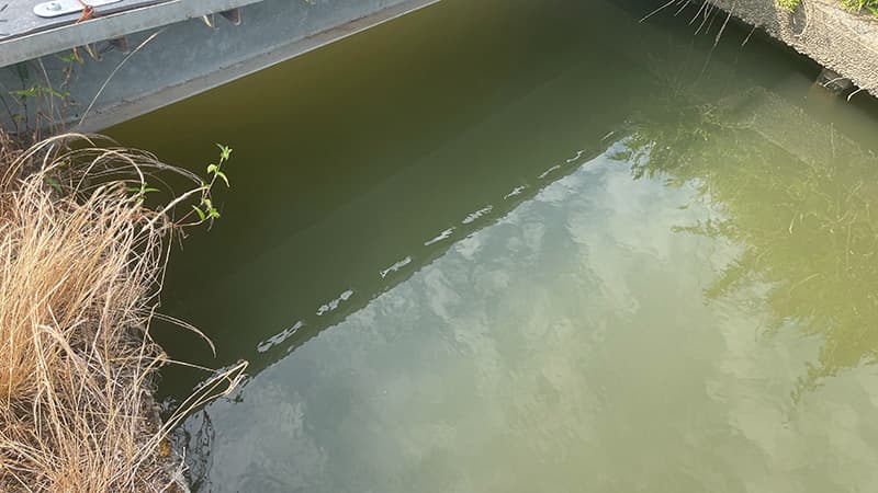 コンクリート護岸に挟まれた、流れのある細い水路の様子