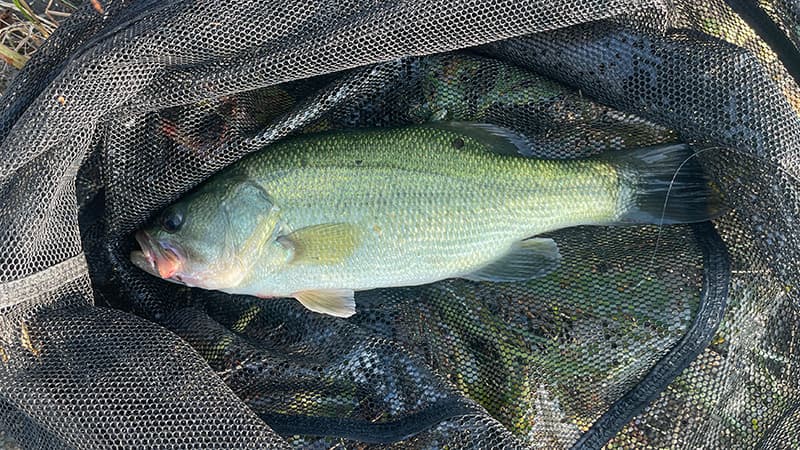 流れのある水路で釣れて玉網に収まったブラックバス
