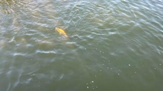 暑い、濁ってる、バラす。それでもやりたくなる北浦の夏バス釣りの巻