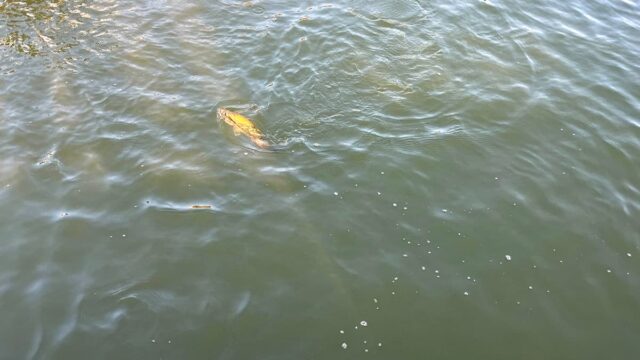暑い、濁ってる、バラす。それでもやりたくなる北浦の夏バス釣りの巻