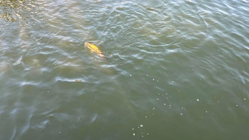暑い、濁ってる、バラす。それでもやりたくなる北浦の夏バス釣りの巻