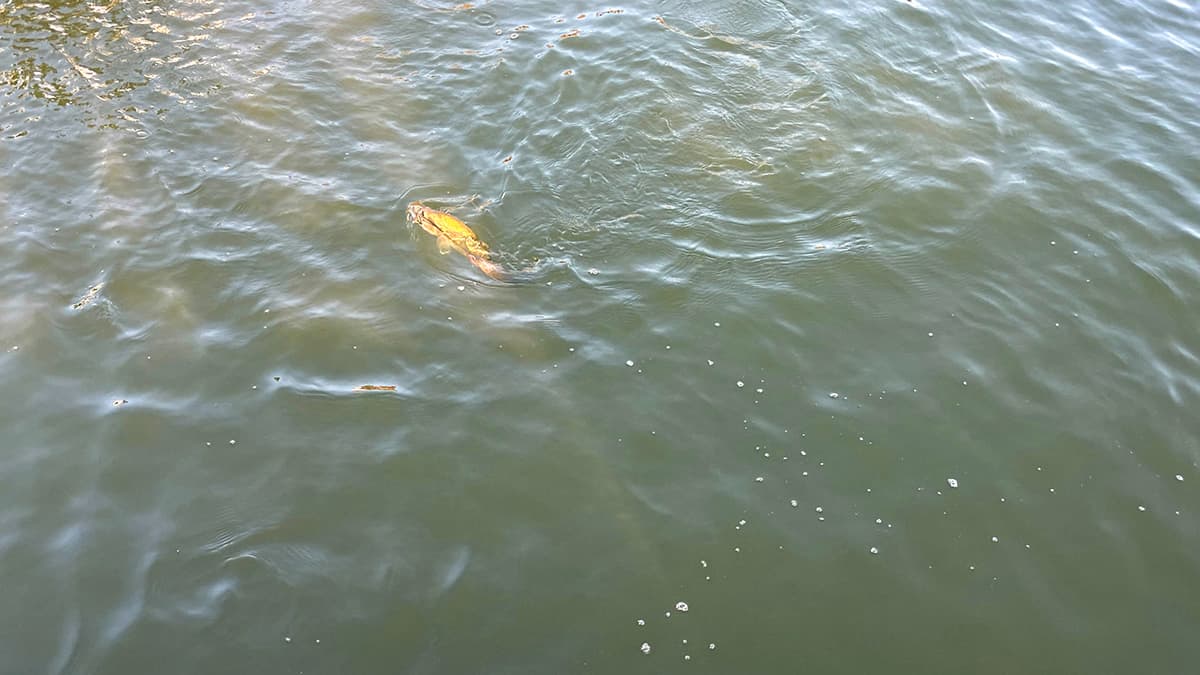 夏の北浦で、水面を反転しながら走るブラックバス