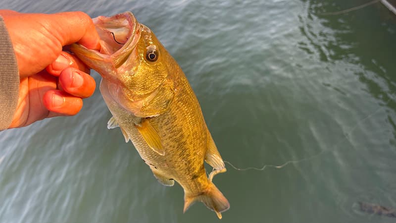夕方の光を浴びて金色がかったブラックバスを手に持ったところ