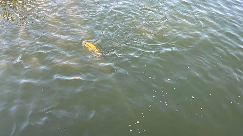 水面で反転しながら、よく引く夏のブラックバス