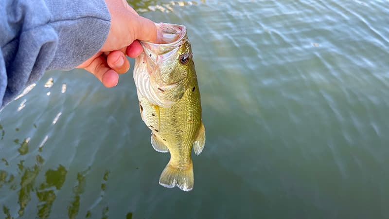 北浦の水門で釣れて、体に汚れがついてしまったブラックバス
