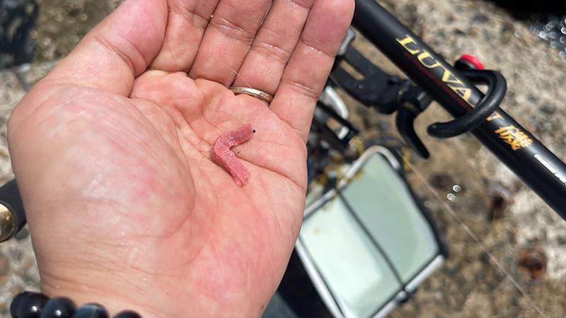 フグ対策で替えてみた、手のひらにのせた小さな食わせ餌