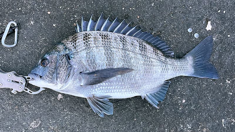 夏の夕マズメに釣れた、アスファルトに置いたチヌの魚体