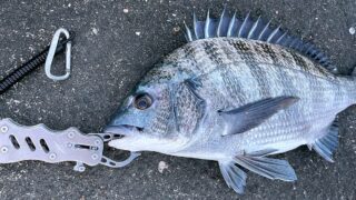 夏のフカセ釣りでチヌ(黒鯛)!ねっとり甘い刺身にご飯泥棒な漬け、脂たっぷりあら汁