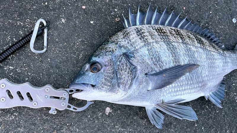 夏のフカセ釣りでチヌ（黒鯛）！ねっとり甘い刺身にご飯泥棒な漬け、脂たっぷりあら汁