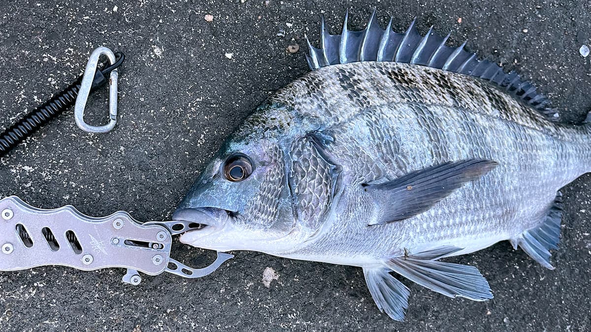 夏の夕マズメに釣れた、フィッシュグリップをかけたチヌ