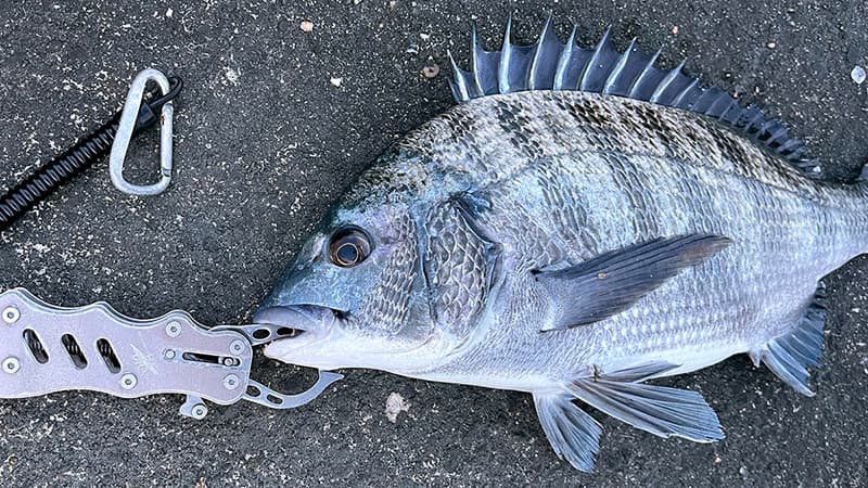 フィッシュグリップをかけた、釣れたチヌの頭まわりのアップ