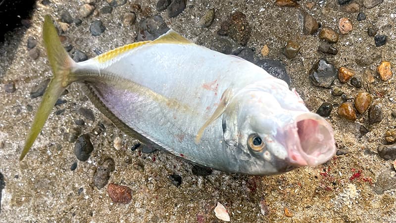 口を開けた2匹目のシマアジ。銀色の体に黄色い尾びれ