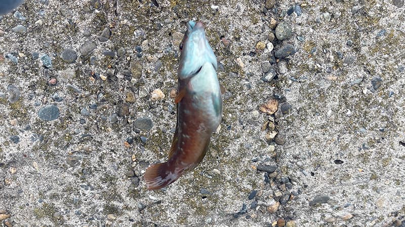 堤防の上に置いた、青緑と茶色の体色のベラ