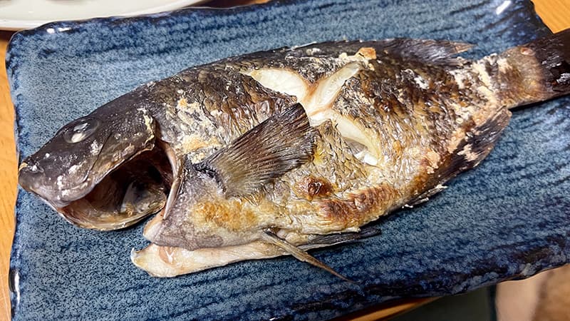 青い皿に盛ったグレ（メジナ）の塩焼き。皮に焼き目がついている