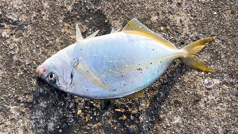 堤防に置いた、続けて釣れたシマアジ。体高があり黄色い尾びれが鮮やか