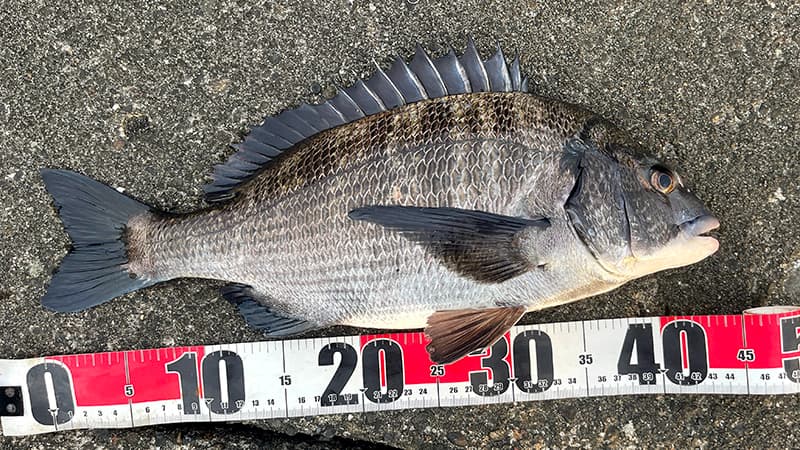 メジャーに載せて測った45cmほどのチヌ