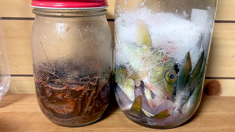 テナガエビ魚醤の瓶の隣に、小さなショゴとワカシを塩に漬けた瓶を並べたところ
