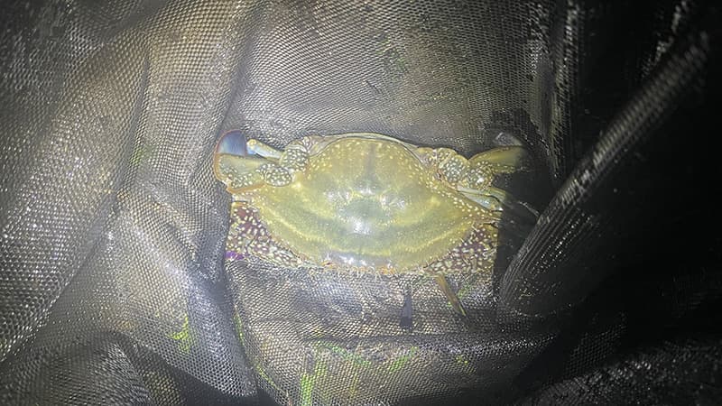 暗がりのタモ網の中におさまった、青い爪のガザミ(ワタリガニ)