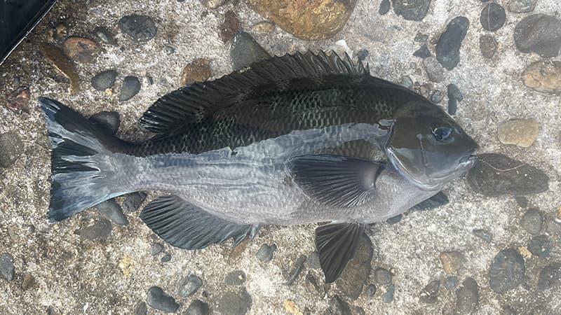 濡れた地面に置いた、体高のある良型のグレ(メジナ)